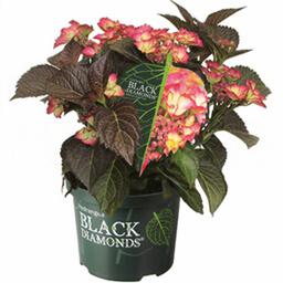 Гортензия крупнолистная Блэк Даймонд